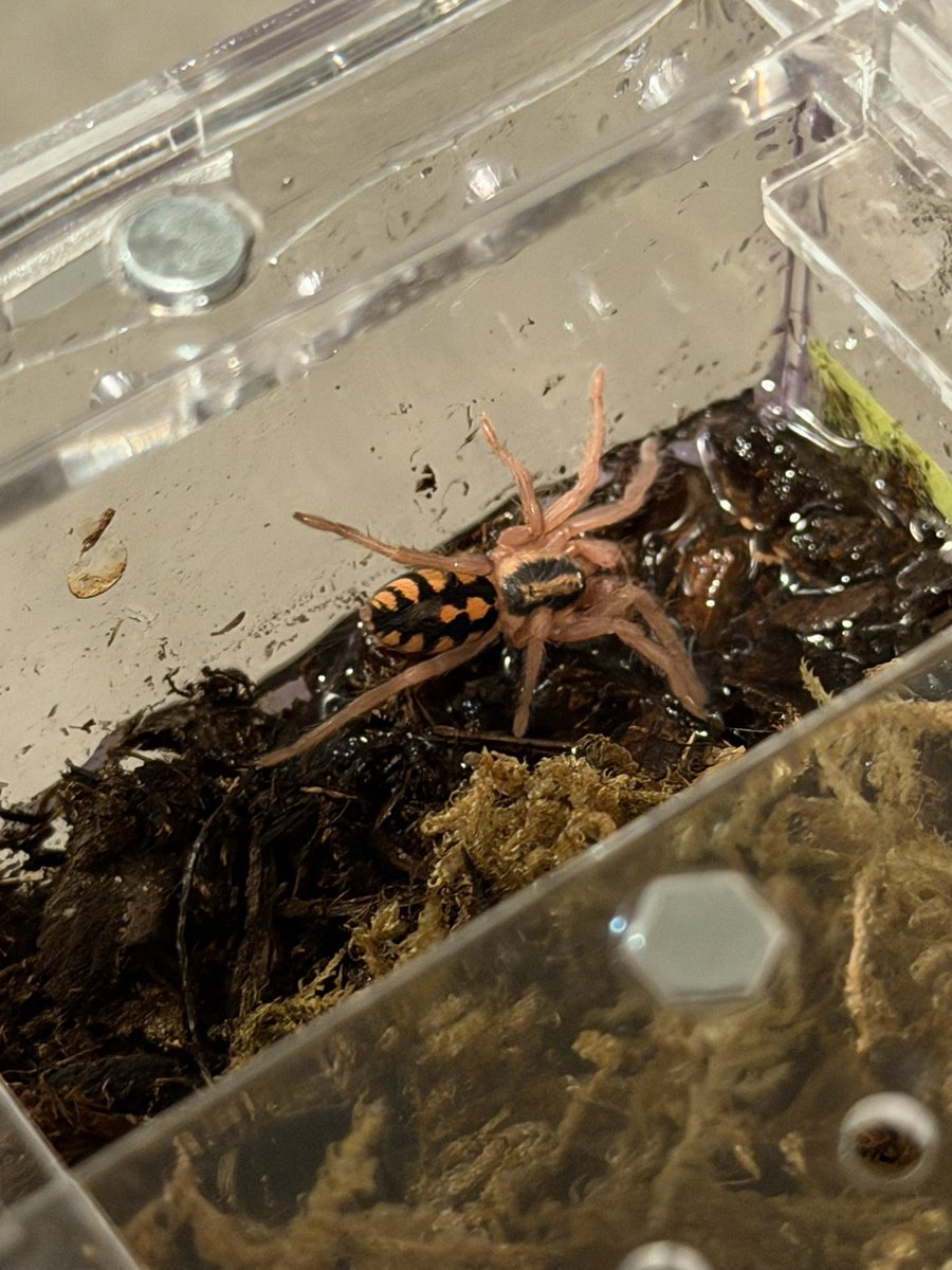 feralbugbitch's tweet photo. my pumpkin patch molted again and leggy as hell https://t.co/JpsD3qBOWD