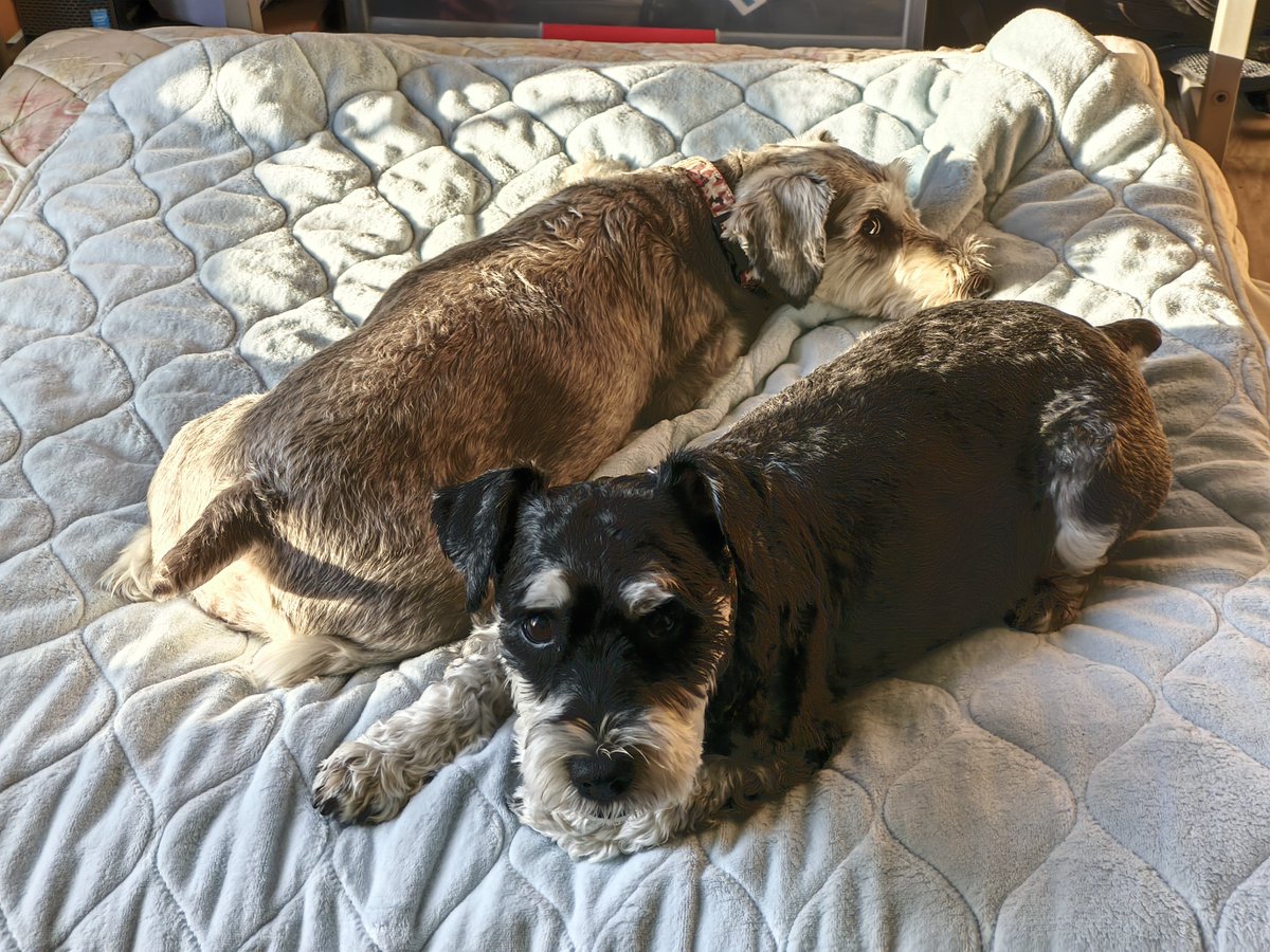 RockGal2022's tweet photo. 折り重なる2人
#Schnauzer
#dog
#犬のいる幸せ
#いぬのいる暮らし
#ミニチュアシュナウザー
#シュナウザー
#YOLOWS
#Rock
#Gal
#슈나우저
#강아지
#개 https://t.co/92OlBckUAt