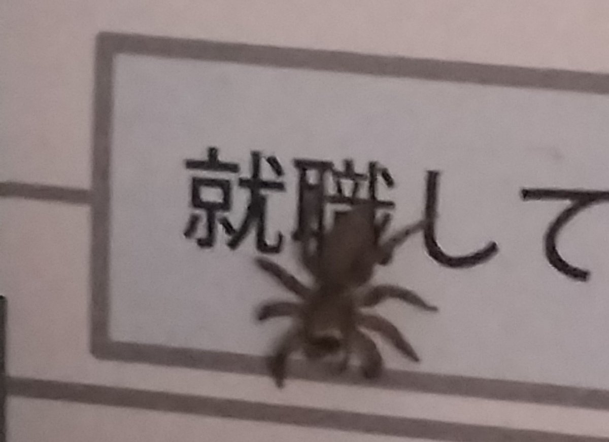 Nehan_Friend's tweet photo. ハエトリグモが伝えたい事 https://t.co/CIKISV7t3r