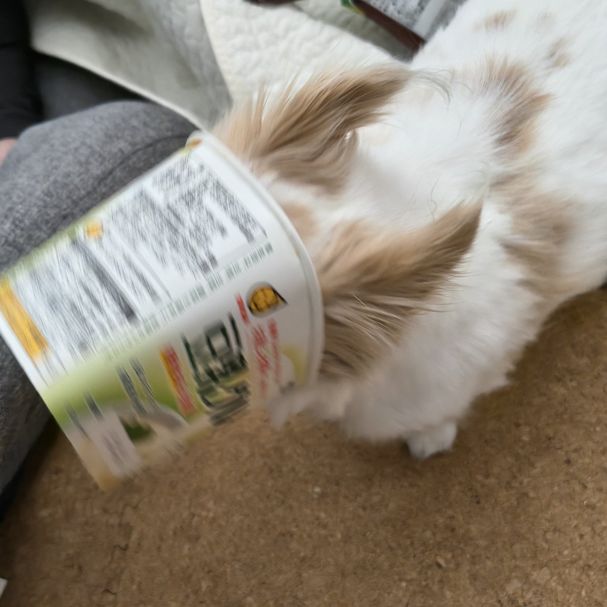 hato4242's tweet photo. なにしてんだ https://t.co/eZX3LHDuxP
