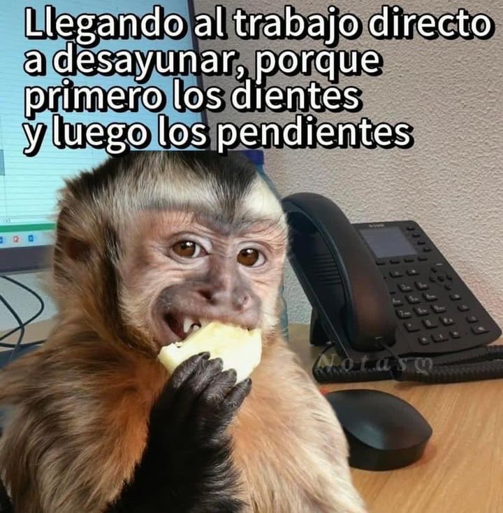 LicPugberto tweet picture