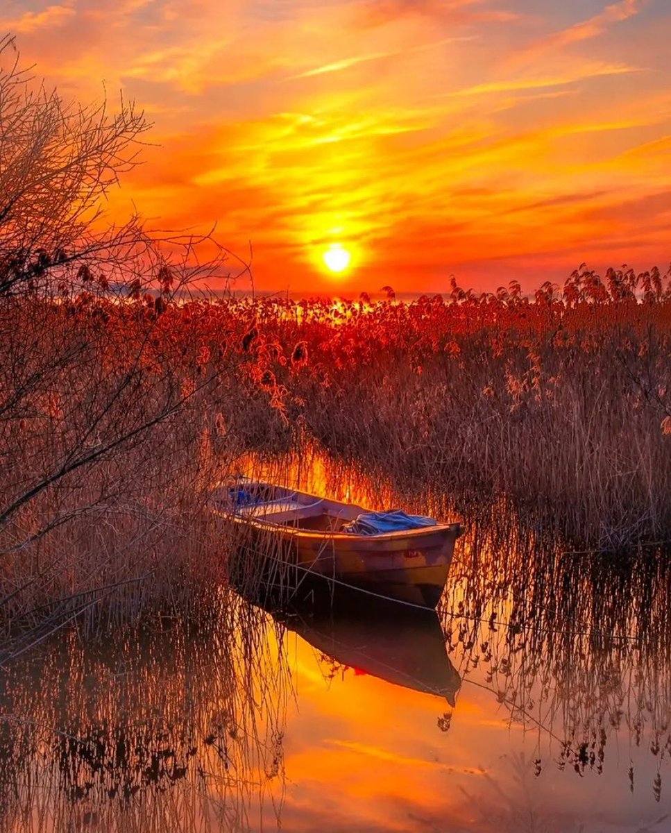 Roseyyyy1998's tweet photo. Golden Evening 🌅💛 https://t.co/NLsVaroZmX