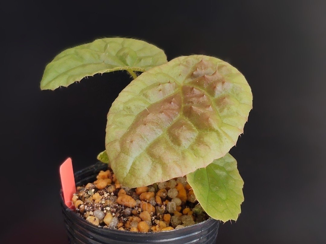 pngnrunrun's tweet photo. #Begonia susaniae
#ベゴニア スサニエ

思ったより赤くならず落ち着いた🧐
でも後側に次の芽が見えてるからそれに期待 https://t.co/bes5UcHOmh