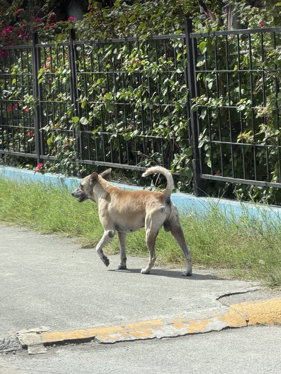 akane_hack's tweet photo. フィリピンってそこら中に野犬がいるんだけど全部同じような見た目で、あらゆる犬種が混ざると大体同じような見た目に収束するっぽい。
これが犬の"デフォルト"の姿で、「デフォルト・ドッグ」って呼ばれてるらしくてウケた https://t.co/GjgY5HZPMd