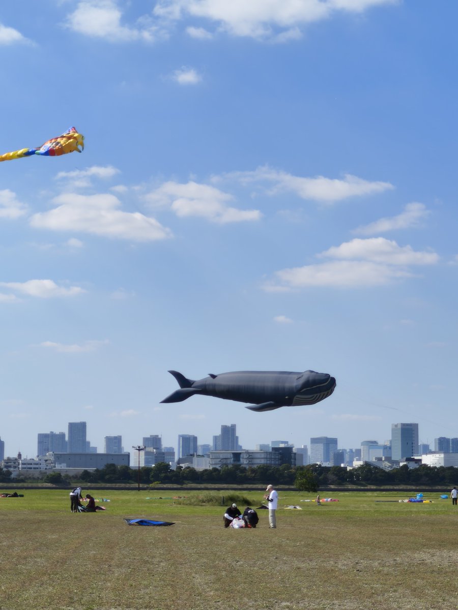 lllll_____lllll's tweet photo. クジラは空を泳げないらしい(´・ω・`)
すぐ落ちた(´・ω・`)
#葛西臨海公園 https://t.co/Jjm5LLuzjt
