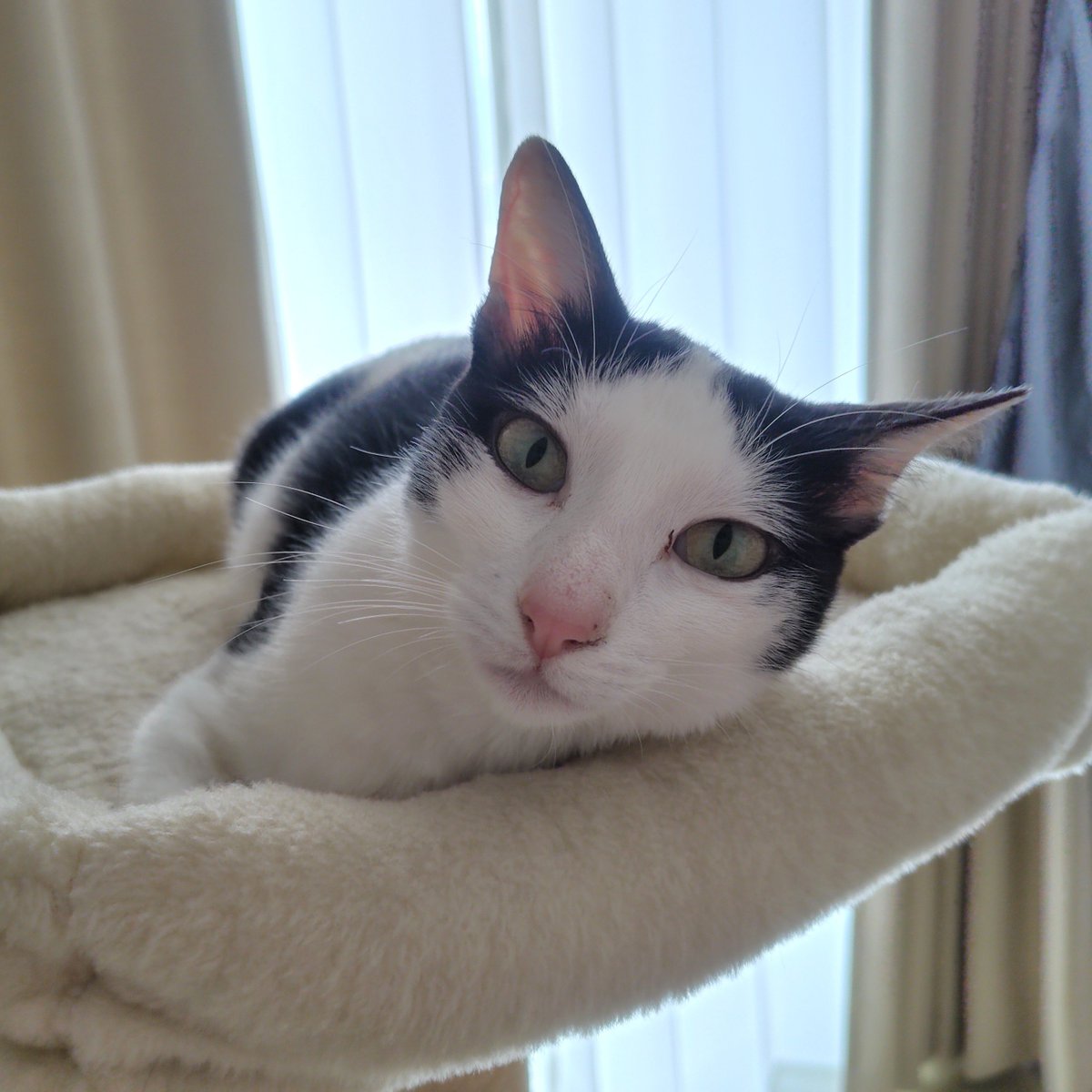 miko_firstcat's tweet photo. 寝てるところ撮ろうとしたら、起きちゃってドアップ。コトちゃん https://t.co/vjGGa595Lu