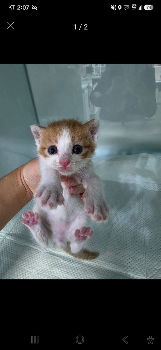 animalrtaccount's tweet photo. https://t.co/X1POUsuZbS