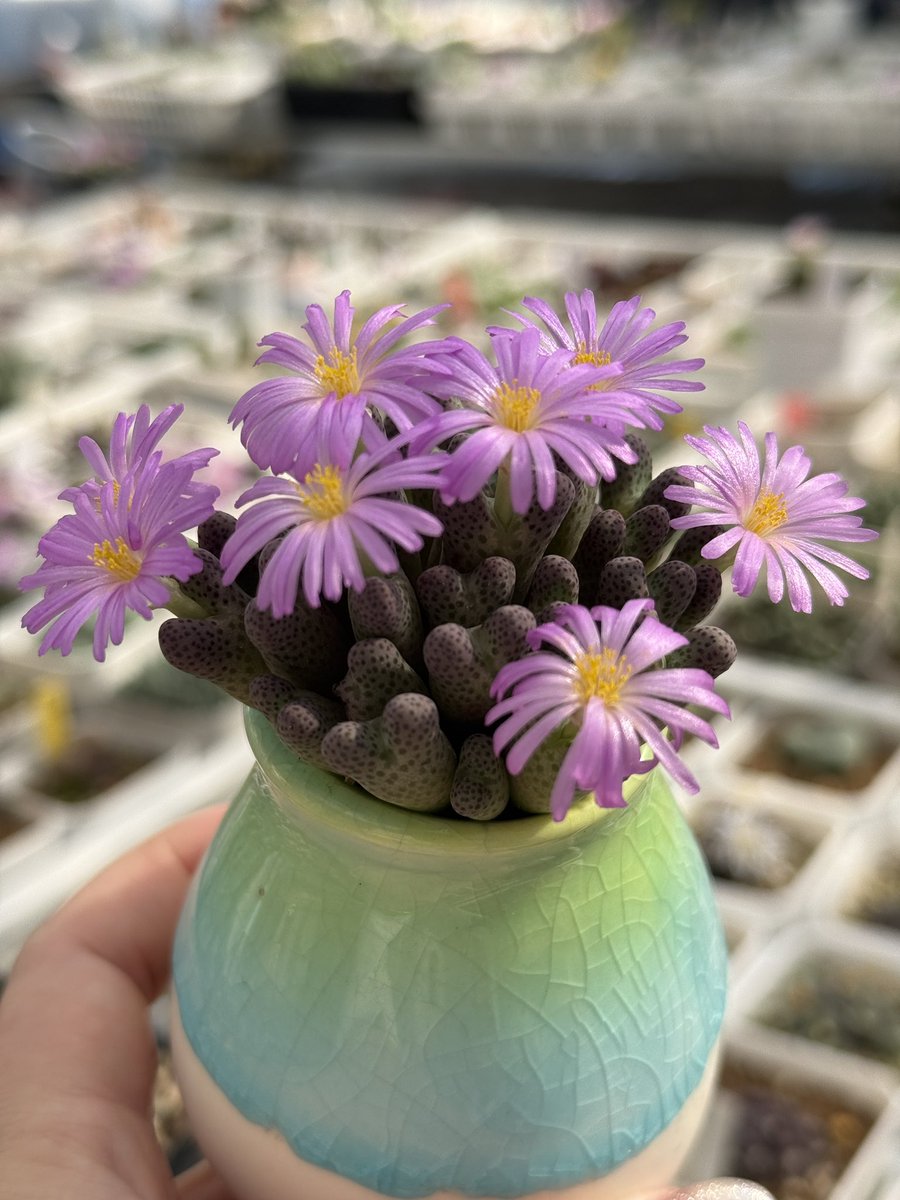 xiaoyaplants's tweet photo. 綺麗に咲いてます♪
#conophytum #コノフィツム　#多肉植物　#plants https://t.co/cot6jdSxPy