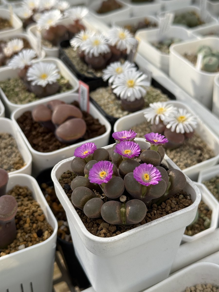 xiaoyaplants's tweet photo. 綺麗に咲いてます♪
#conophytum #コノフィツム　#多肉植物　#plants https://t.co/cot6jdSxPy