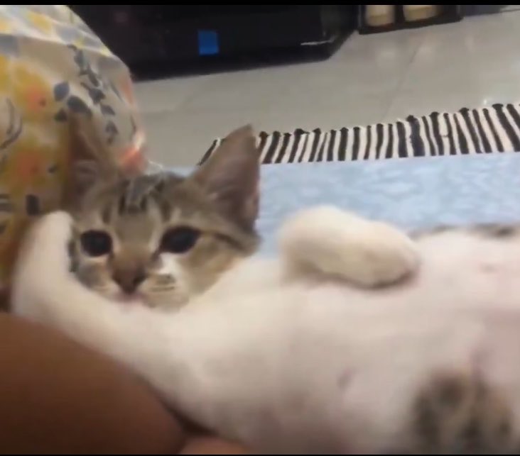 ohmymbull's tweet photo. Kucing menalmenul😼 https://t.co/bNmq3E01Y2