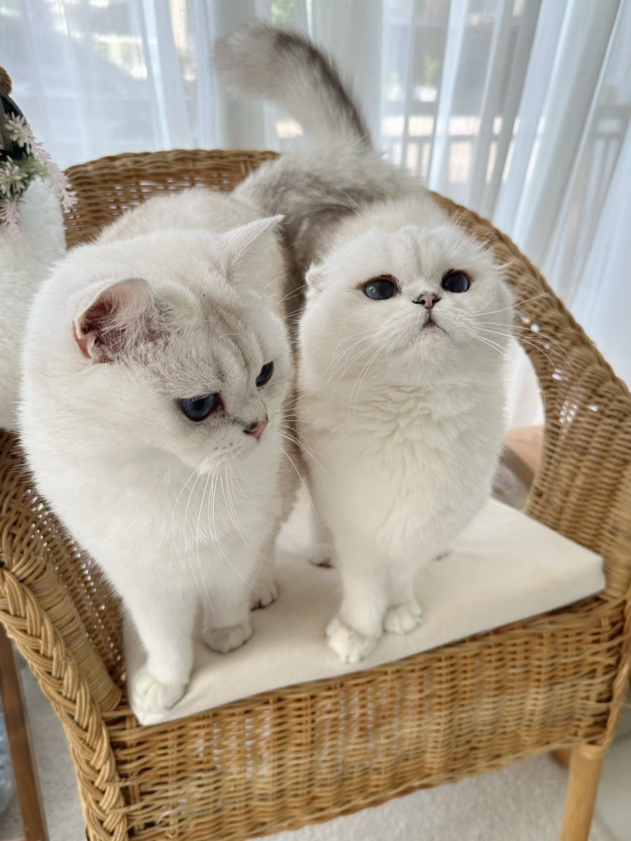 Bonusiie's tweet photo. สดใสไปหมด อยากรวบเอาเข้าปาก https://t.co/TxRAOUi1kc