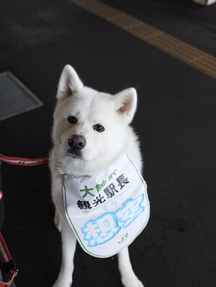 odate_akitainu's tweet photo. 本日、JR大館駅にて
秋田犬 想空(そら)くんが
「大館きりたんぽ号」のお出迎えをしました🚃✨️

そらくんの登場で、ホームは笑顔でいっぱいになりました🐻‍❄️🐾

大館へお越しのみなさん、きりたんぽまつりを心ゆくまで楽しんでいってくださいね✨️

#大館 #きりたんぽまつり
#秋田犬 #想空 https://t.co/zznBqcUnAf
