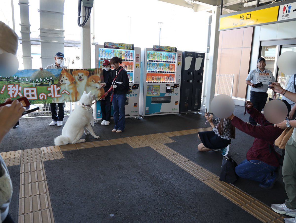 odate_akitainu's tweet photo. 本日、JR大館駅にて
秋田犬 想空(そら)くんが
「大館きりたんぽ号」のお出迎えをしました🚃✨️

そらくんの登場で、ホームは笑顔でいっぱいになりました🐻‍❄️🐾

大館へお越しのみなさん、きりたんぽまつりを心ゆくまで楽しんでいってくださいね✨️

#大館 #きりたんぽまつり
#秋田犬 #想空 https://t.co/zznBqcUnAf