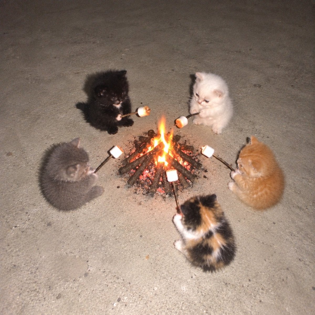 catsvideooz's tweet photo. https://t.co/eD7cDCjwWF