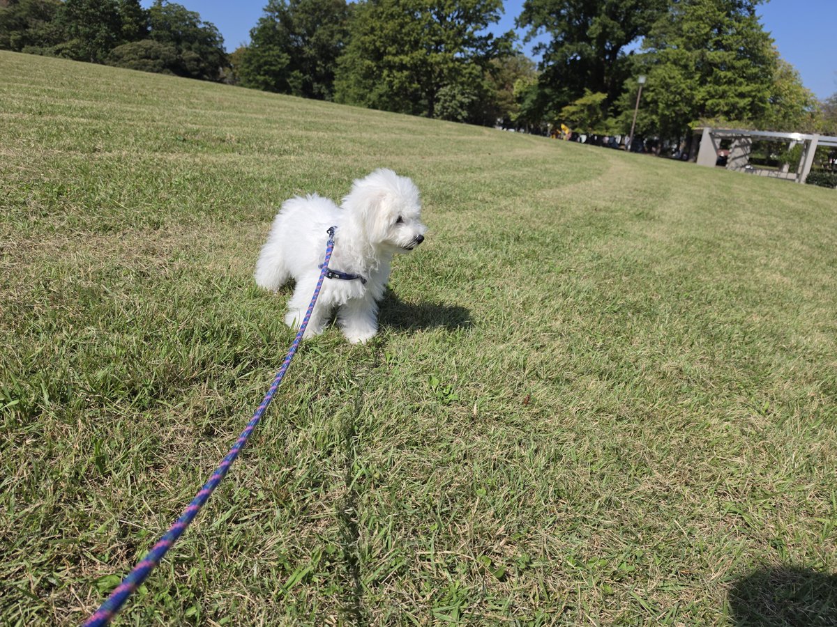 DensukeIde's tweet photo. よい天気なので府中の森公園までお散歩、芝生のお山初体験、噴水も興味津々でした。ごんちゃんは日向ぼっこが気持ちいいらしい
#ボロビション #ふくのすけ #fukunosuke #スコティッシュフォールド #gonsuke https://t.co/vYNh9KKLXR