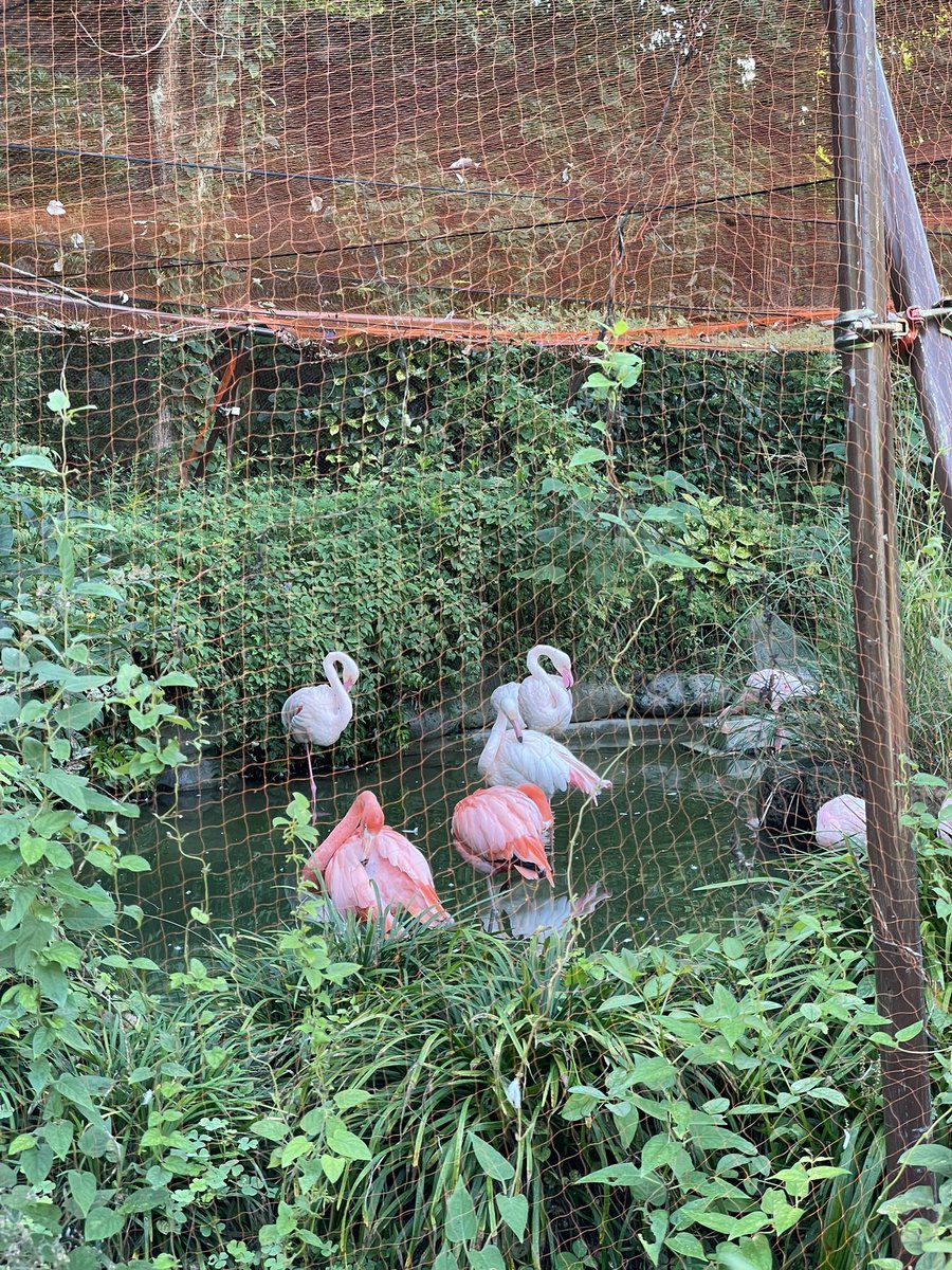 psharizum's tweet photo. 動物��に行ってきたお https://t.co/6hNp0hHQJC