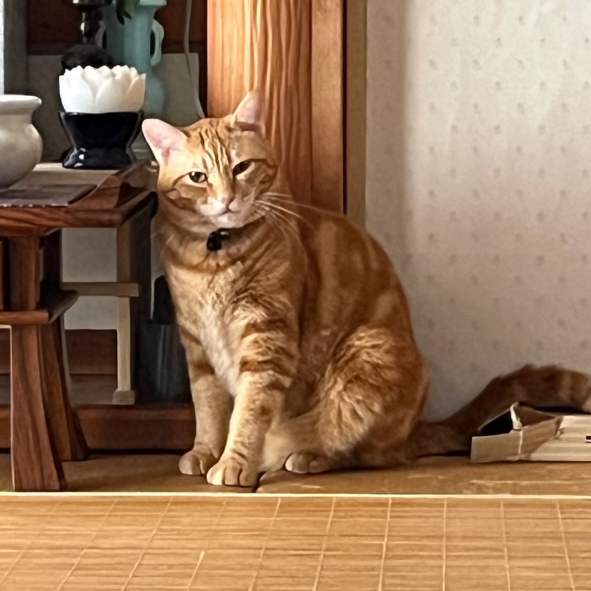 marumarumichael's tweet photo. 茶トラっていうか猫ってほんと表情豊かでカワイイ
👈ご飯もらえなくてすねてる  👉いたずらを怒られてすねてる
#猫のいる暮らし #茶トラ https://t.co/8rqrK5HSsf