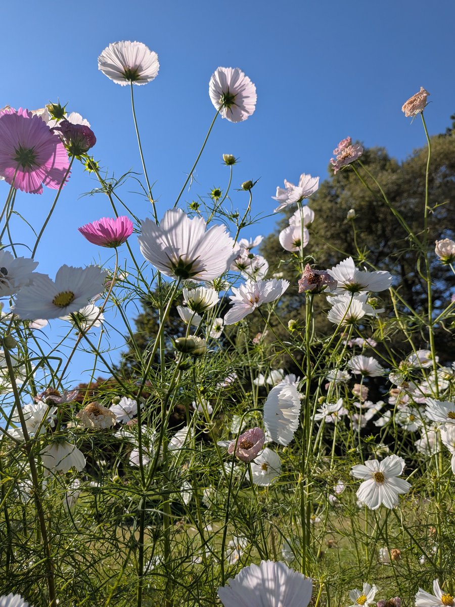 dokaponchan's tweet photo. アルプス公園は秋桜いっぱい https://t.co/IvJYBD4AFw