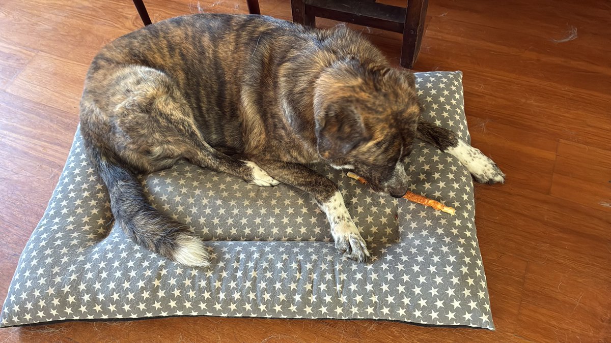 palao_pilar's tweet photo. Amigos zaragozanos, os presento a Rasmia, 6 años y la perra más buena y tranquila del mundo y a Rolde, dos años, juguetón y muy cariñoso. Me queda muy poco de vida, ni dos meses,alguien que los adopte y los quiera mucho. Por favor difundid. https://t.co/Ws4dmCrC4w