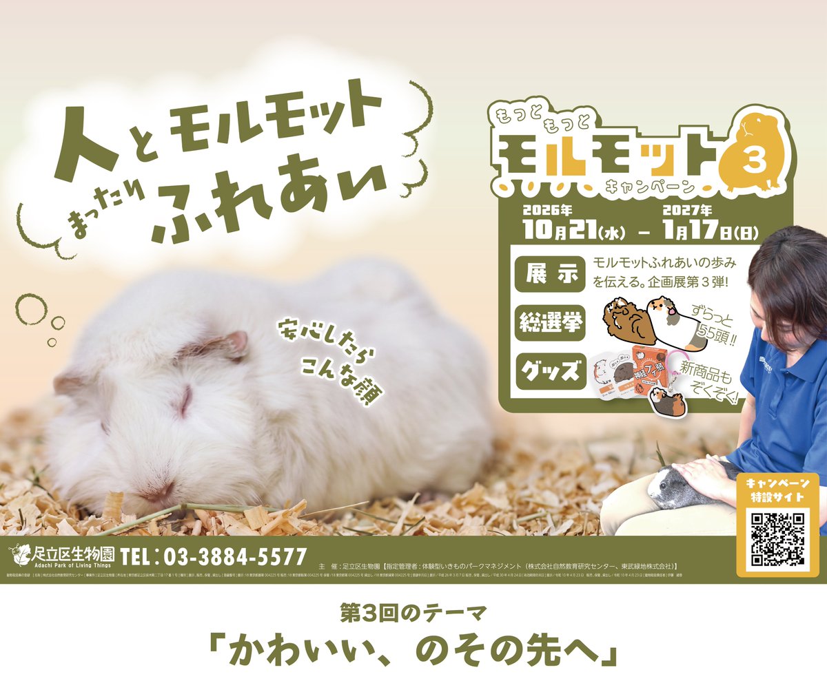 seibutuen_info's tweet photo. ＼かわいいのその先へ！モルキャン３開催／
10/21（水）からモルモットの魅力を伝える #もっともっとモルモットキャンペーン3 が始まります！

⭐第3回モルモル総選挙開催！
⭐企画展「かわいいのその先へ」
⭐新モルグッズ大量新発売 and more!

特設ページ：
https://t.co/0bOy30vvrS

モルモットとのふれあいを通じて、可愛いだけではないモルモットの魅力を知り、ヒトと動物がより良い形で共生していける社会に一歩進む、そんな想いをこめたキャンペーン。
この機会にぜひ生物園のモルモットたちに会いにお越しください！
#もっともっとモルモット #モルキャン3
#第3回モルモル総選挙
#足立区生物園 #モルモット