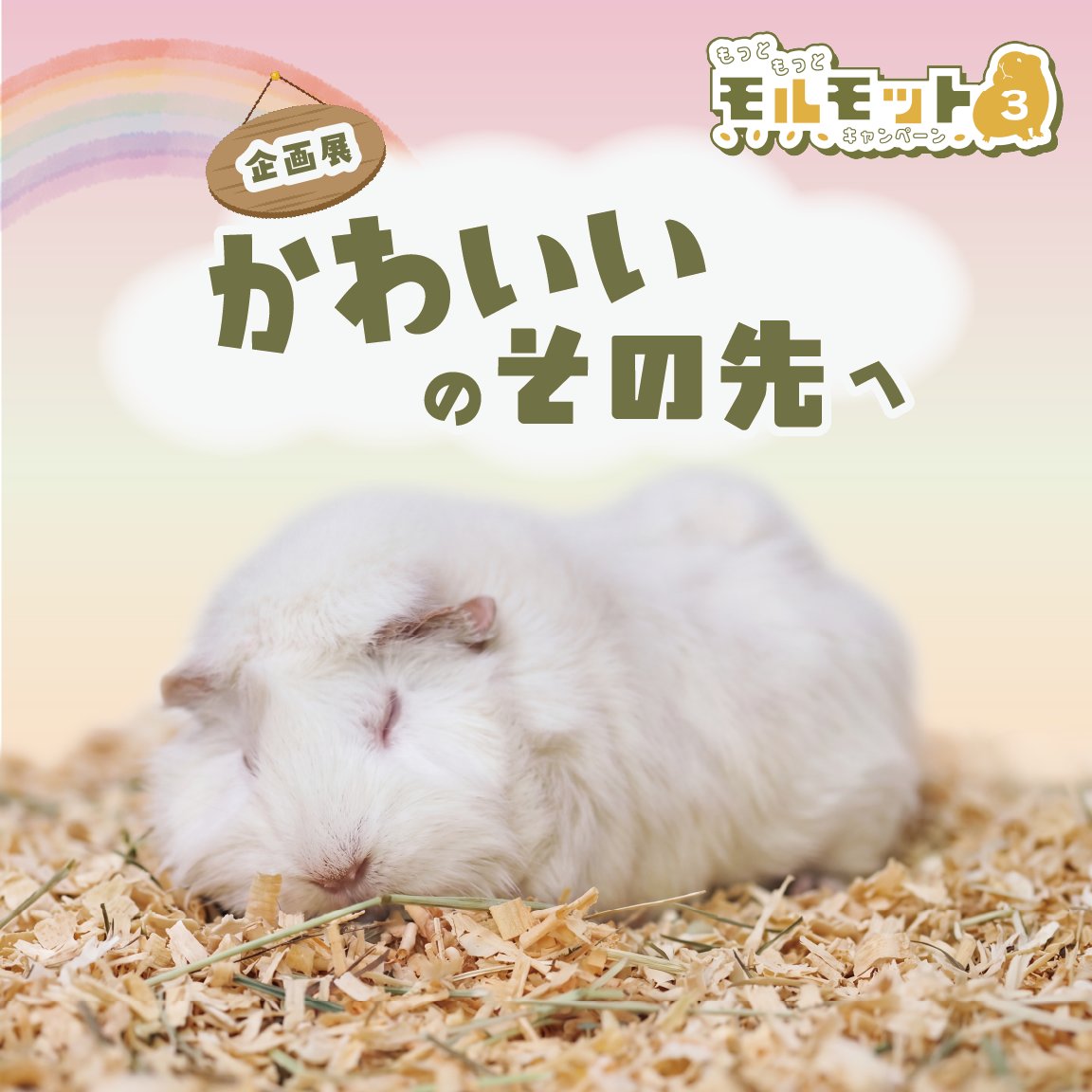seibutuen_info's tweet photo. ＼かわいいのその先へ！モルキャン３開催／
10/21（水）からモルモットの魅力を伝える #もっともっとモルモットキャンペーン3 が始まります！

⭐第3回モルモル総選挙開催！
⭐企画展「かわいいのその先へ」
⭐新モルグッズ大量新発売 and more!

特設ページ：
https://t.co/0bOy30vvrS

モルモットとのふれあいを通じて、可愛いだけではないモルモットの魅力を知り、ヒトと動物がより良い形で共生していける社会に一歩進む、そんな想いをこめたキャンペーン。
この機会にぜひ生物園のモルモットたちに会いにお越しください！
#もっともっとモルモット #モルキャン3
#第3回モルモル総選挙
#足立区生物園 #モルモット