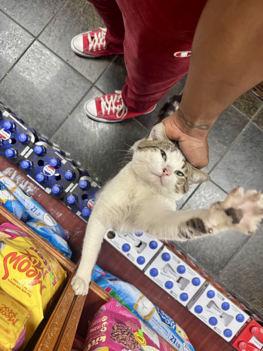 Bodegacats_'s tweet photo. https://t.co/aNAhYmZA2U
