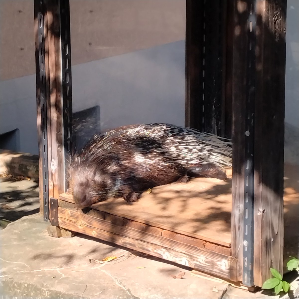 RocoHideo's tweet photo. ペロくん
寝てる？起きてる？(*^^*)
2026.10

#井の頭自然文化園 
#タテガミヤマアラシ https://t.co/f7E6IbO2SQ