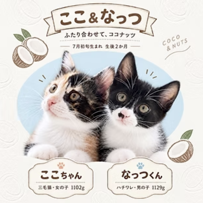 minatoneco's tweet photo. 🐱【10/16〜20 超短期預かりさん募集】
生後3ヶ月の仲良し子猫「ここ＆なっつ」を預かってくださる方を募集中🐾
これから猫を迎えたい方にとっても、実際の猫との暮らしやお世話を体験できる機会に✨もちろん、里親希望も大歓迎です！
10/12(月・祝)赤坂見附譲渡会参加します。
気軽に会いに来てね🌼 https://t.co/cQ3fJDcLUi