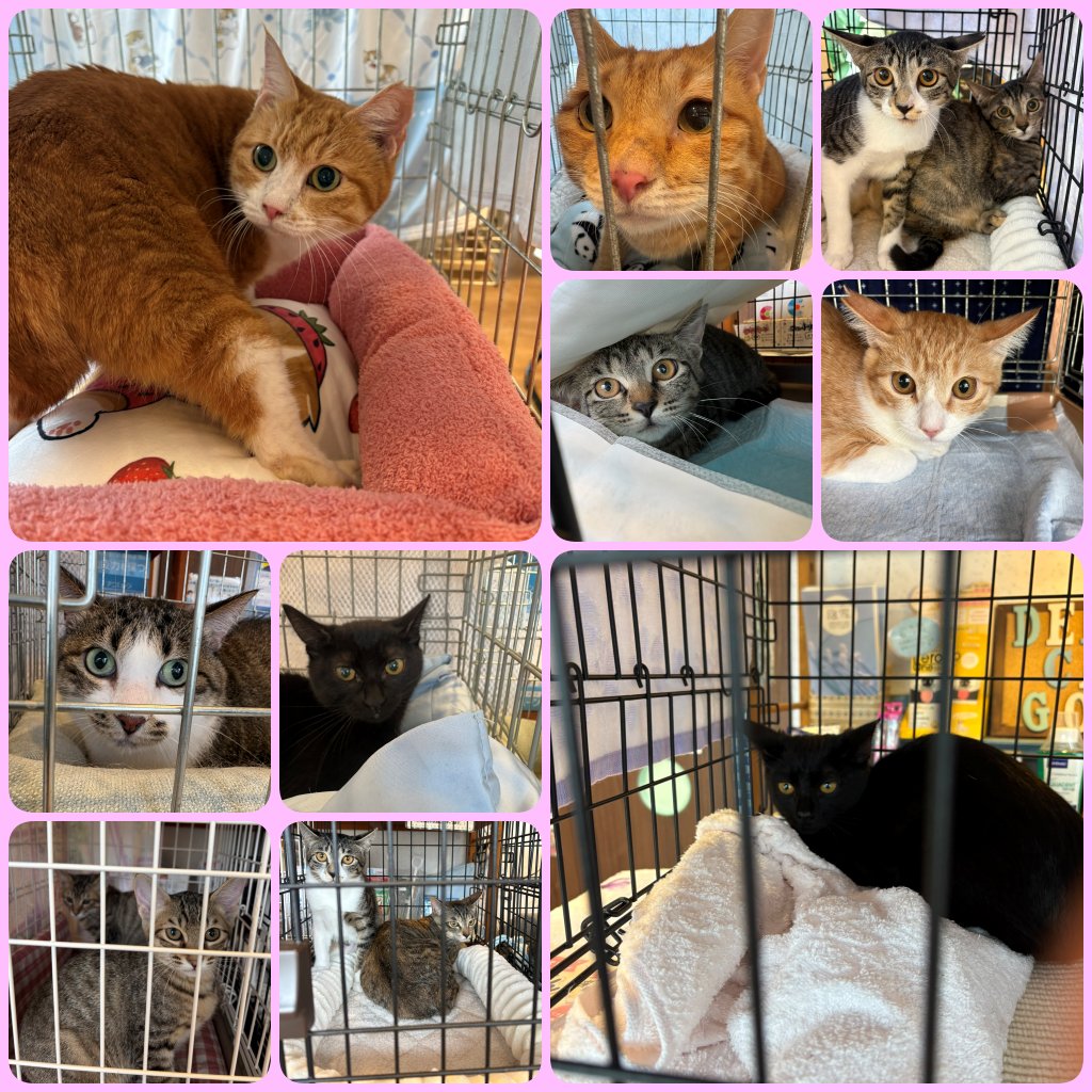 sumirepetclinic's tweet photo. 保護猫の譲渡会🐾
10月17日（土）13時～15時半、待合室で  #立川地域猫の会 さん主催の #猫の譲渡会 を行います
時間内に直接ご来院ください

前回もとても多くの方が来られ、なんと11頭もお迎え候補となりました！ 

過ごしやすい季節になりました
ぜひ猫ちゃんのお顔を見にいらしてください https://t.co/btEi2skI7A