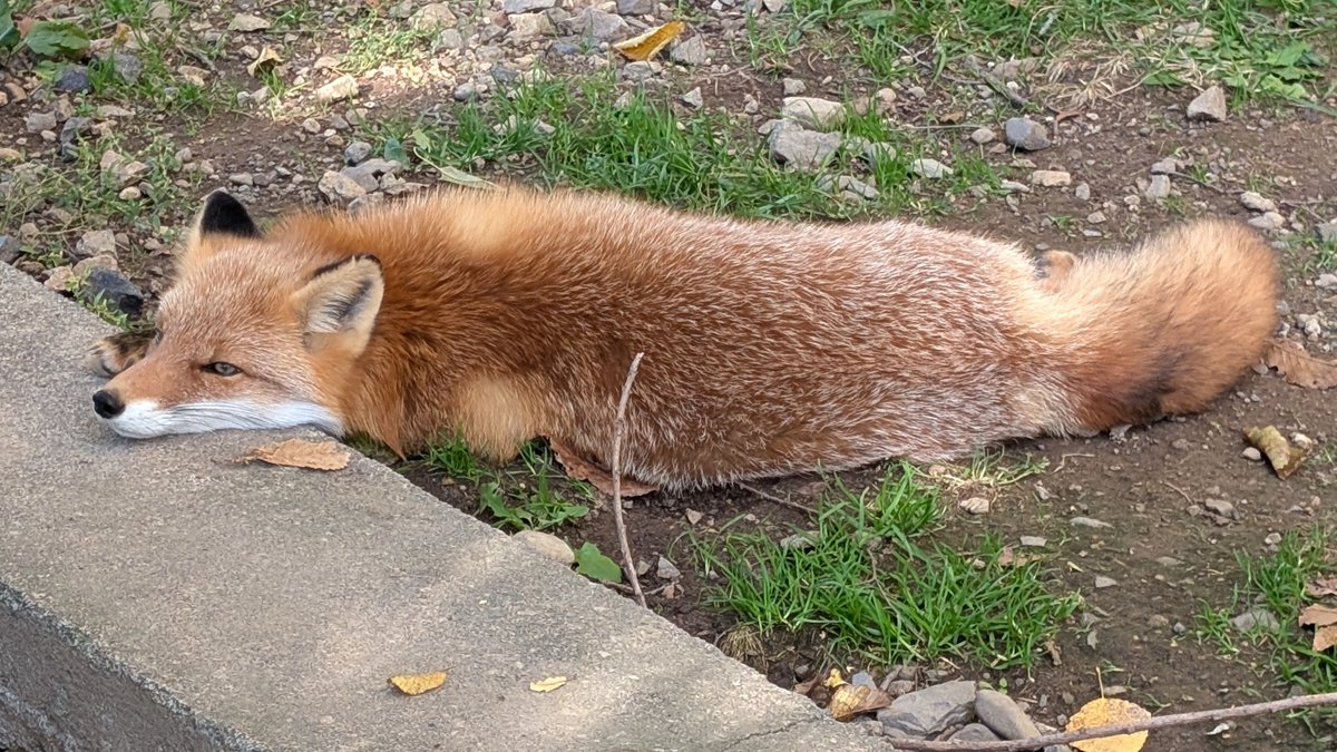 kitakitsunefarm's tweet photo. きつねだって枕があったほうが良い…のかもしれないね🦊💤 
#北きつね牧場 #キタキツネ #キキ ♀ https://t.co/qBiX7VvnZi