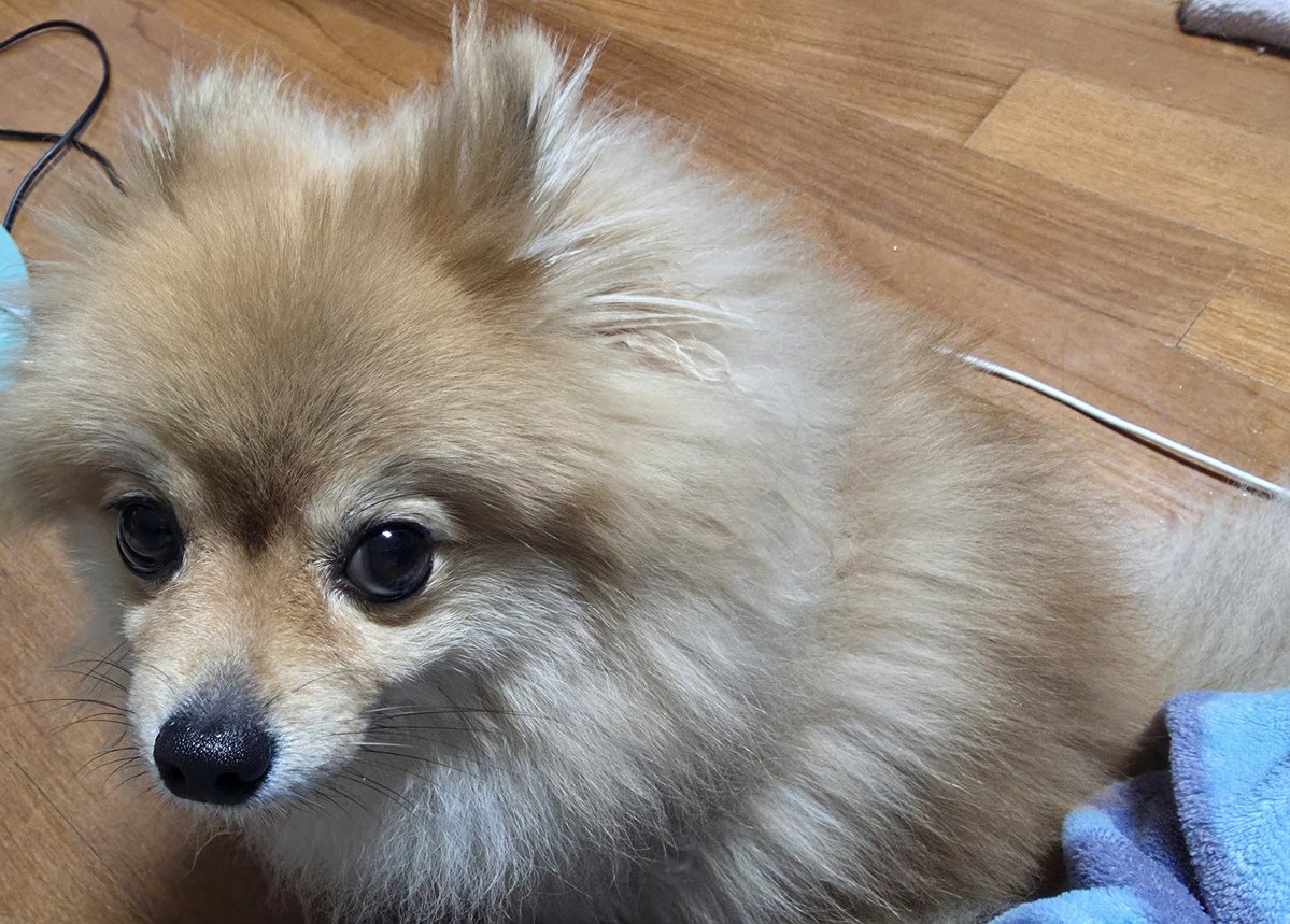 Richnab2_second's tweet photo. 내 사과를 노리다니 극악무도한 녀석 https://t.co/Exb0sKHkEb