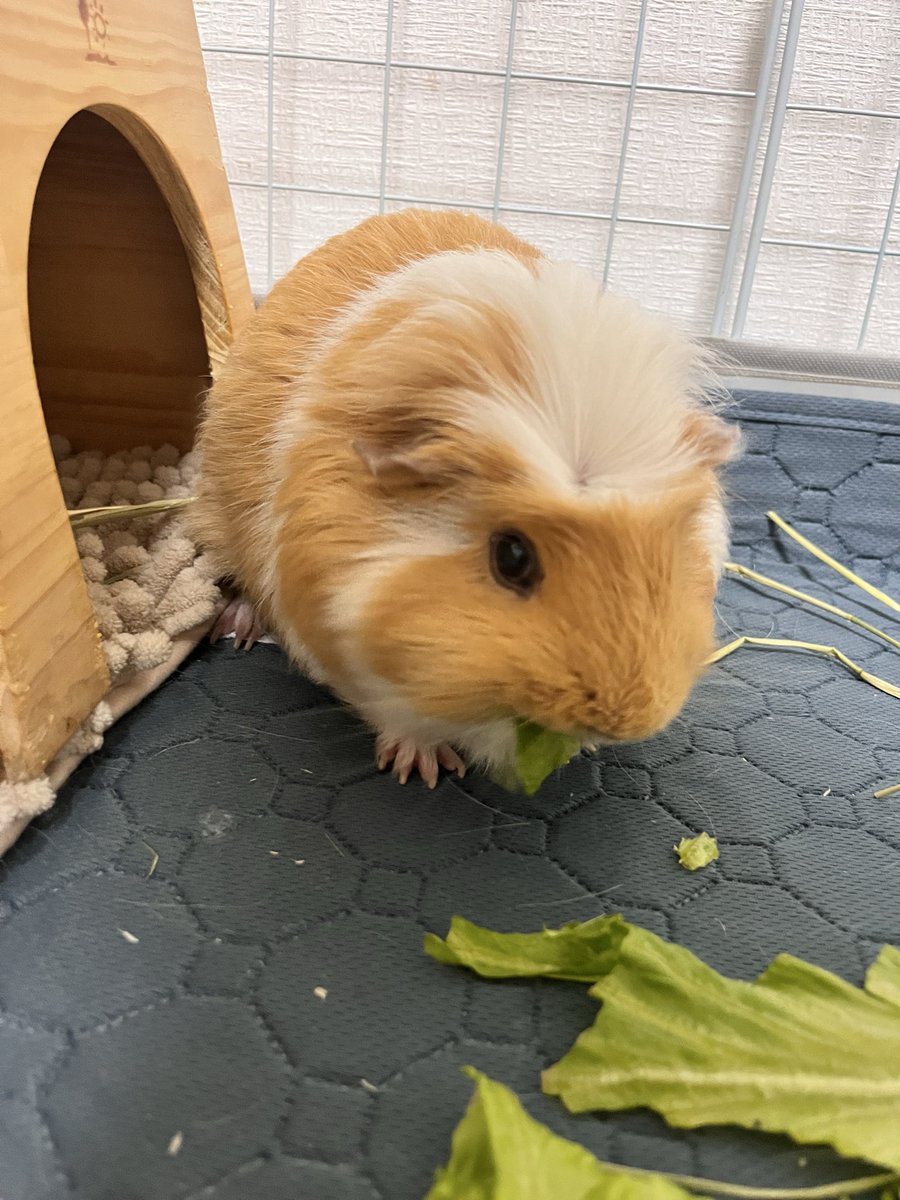 tanaCHA33's tweet photo. なんかつむ…デカくないか❓❓🤨 https://t.co/fbkGLowgXh