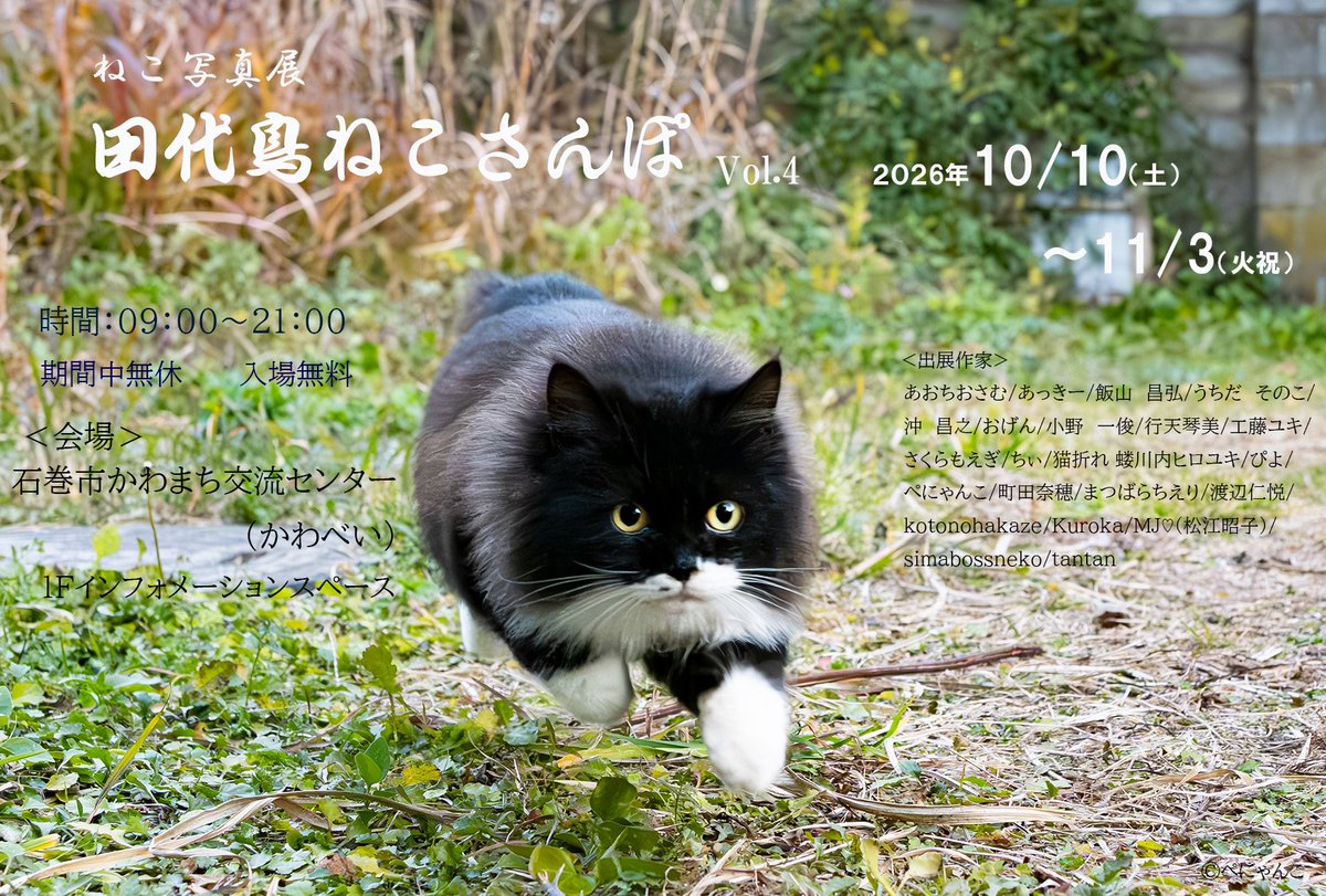 okirakuoki's tweet photo. 【宮城県・石巻 合同写真展のお知らせ】

今年もこちらの写真展に参加いたします。
宮城県石巻市にある田代島の猫をプロからアマチュア合計22名の猫写真家
それぞれの視点と思いで切り取られています。
展示枚数は54点。

ねこ写真展 田代島ねこさんぽ Vol.4
期間:2026年10月10日(土)~2026年11月3日(火祝)
場所: 石巻市かわまち交流センター （かわべい）1F
石巻市中央二丁目11番12号
9:00〜21:00
入場無料

参加作家
あおちおさむ/あっきー/飯山 昌弘/うちだそのこ/おげん/小野一俊/行天琴美/工藤ユキ/さくらもえぎ/ちぃ/猫折れ 蝼川内ヒロユキ/ぴよ/ぺにゃんこ/町田奈穂/まつばらちえり/渡辺仁悦/kotonohakaze/ Kuroka/MJ♡松江昭子/simabossneko/tantan/沖昌之