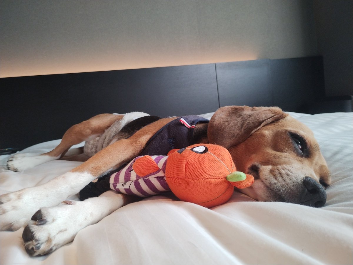 Oinusama0802's tweet photo. 約4時間歩いて疲れたのでお昼寝

#beagle 
#ビーグル https://t.co/s7Lb2FwCfb
