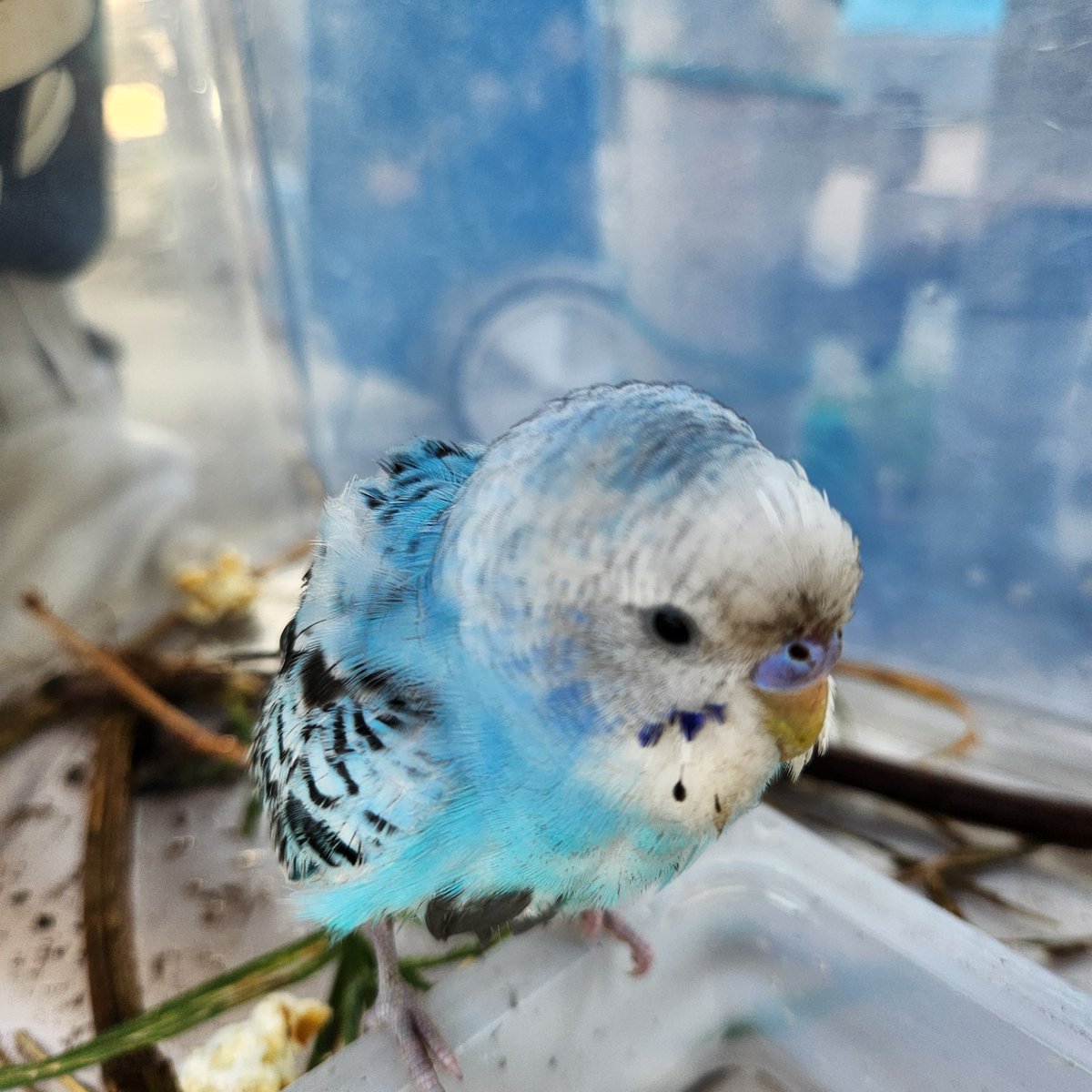 torihiki_12962's tweet photo. 🚨#迷子インコ #セキセイインコ迷子 #セキセイインコ #迷子鳥 #迷い鳥 #保護

2026.10.10 
東京都 江戸川区にて保護しております。

セキセイインコ(青、水色、白)
※写真添付しております。

お心あたりの方は、お気軽にお問い合わせください。 https://t.co/24LepaAkSY