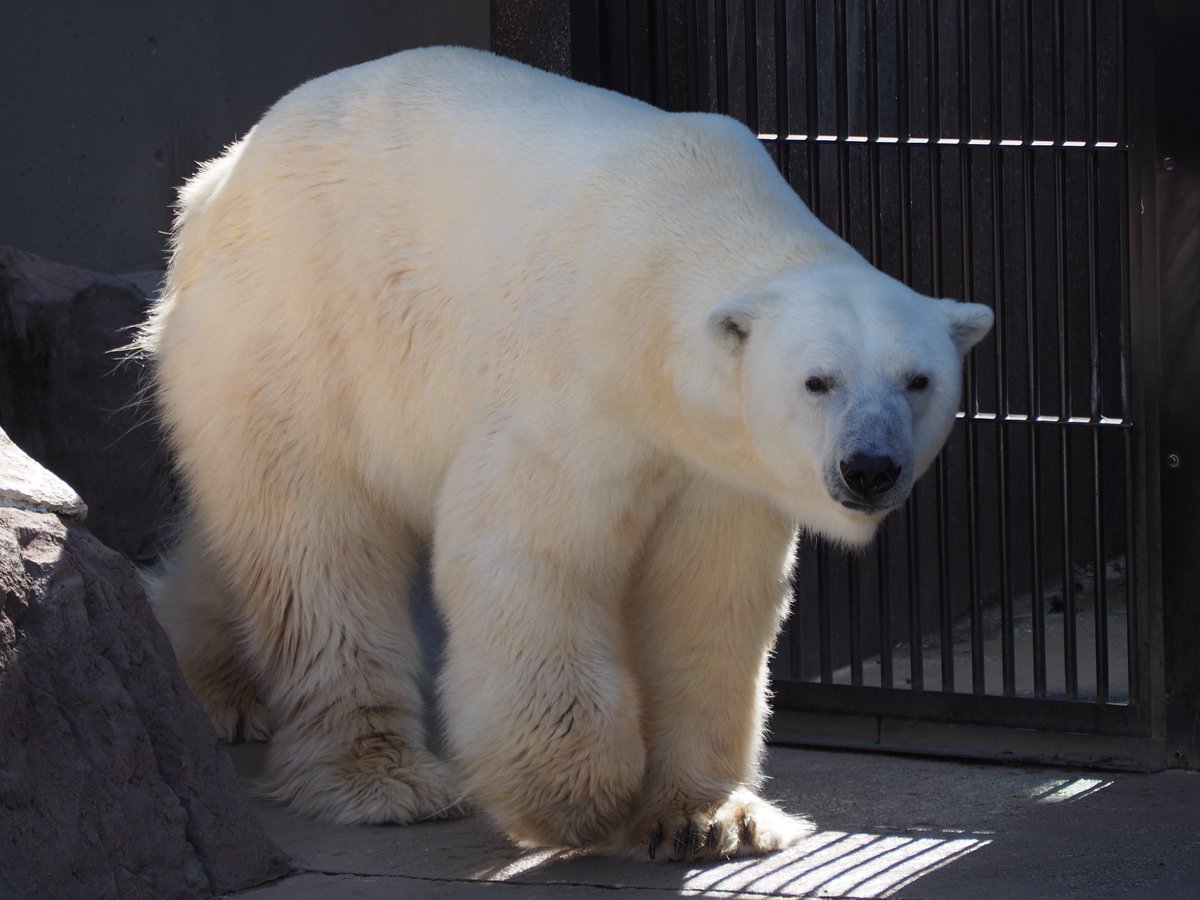 RealGallop22194's tweet photo. 暑いよねぇ🥵 must be melting🫠🐻❄️
#上野動物園 #ホッキョクグマ #イコロ #シロクマ #PolarBear #UenoZoo #Ikoro https://t.co/dM3lPZQSIR