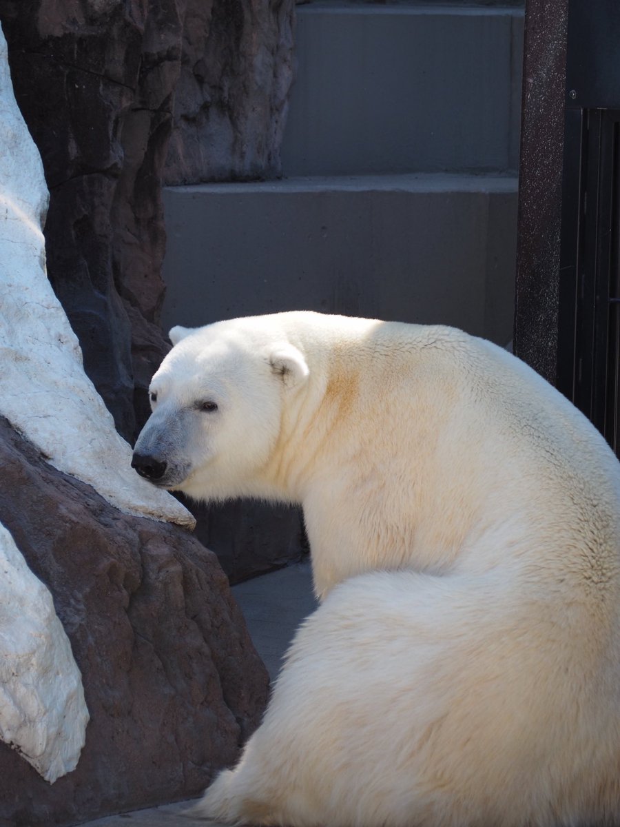 RealGallop22194's tweet photo. 暑いよねぇ🥵 must be melting🫠🐻❄️
#上野動物園 #ホッキョクグマ #イコロ #シロクマ #PolarBear #UenoZoo #Ikoro https://t.co/dM3lPZQSIR