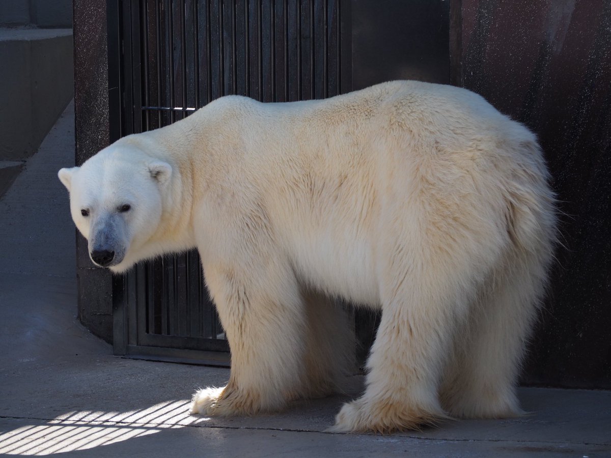 RealGallop22194's tweet photo. 暑いよねぇ🥵 must be melting🫠🐻❄️
#上野動物園 #ホッキョクグマ #イコロ #シロクマ #PolarBear #UenoZoo #Ikoro https://t.co/dM3lPZQSIR