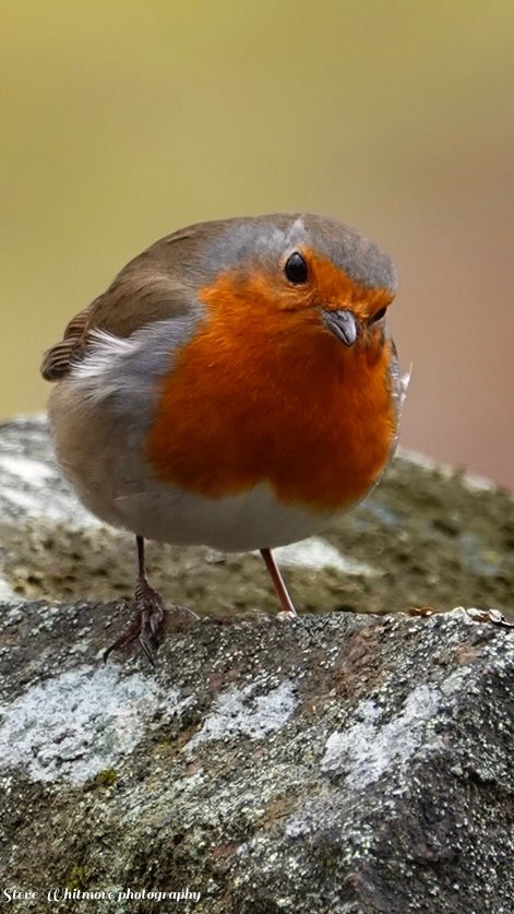 stevewhtmr's tweet photo. #smallbirdsaturday Robin ❤️ https://t.co/WCRYkBiJ6s