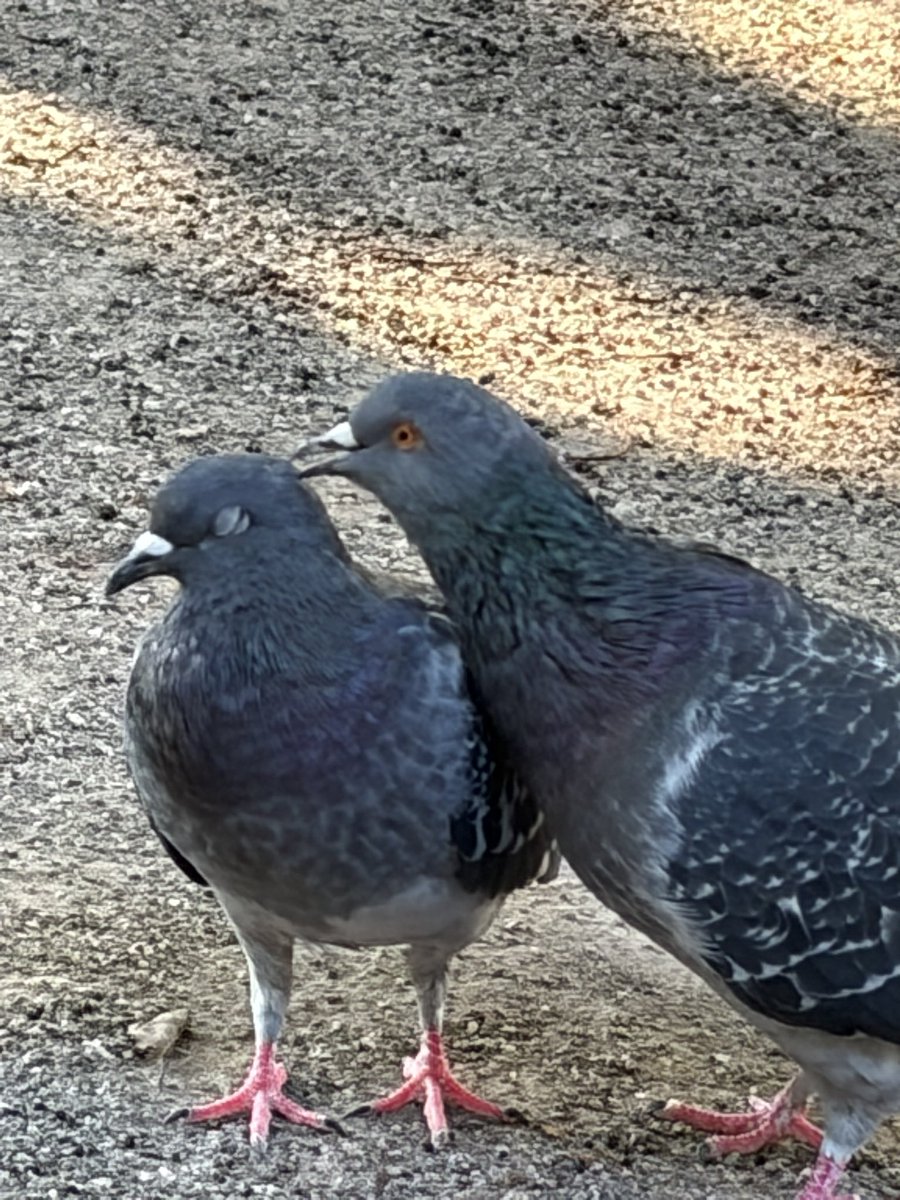 anrhryumi's tweet photo. 休憩中　のどかです〜

🐦🐦 https://t.co/qXf6vHINPU