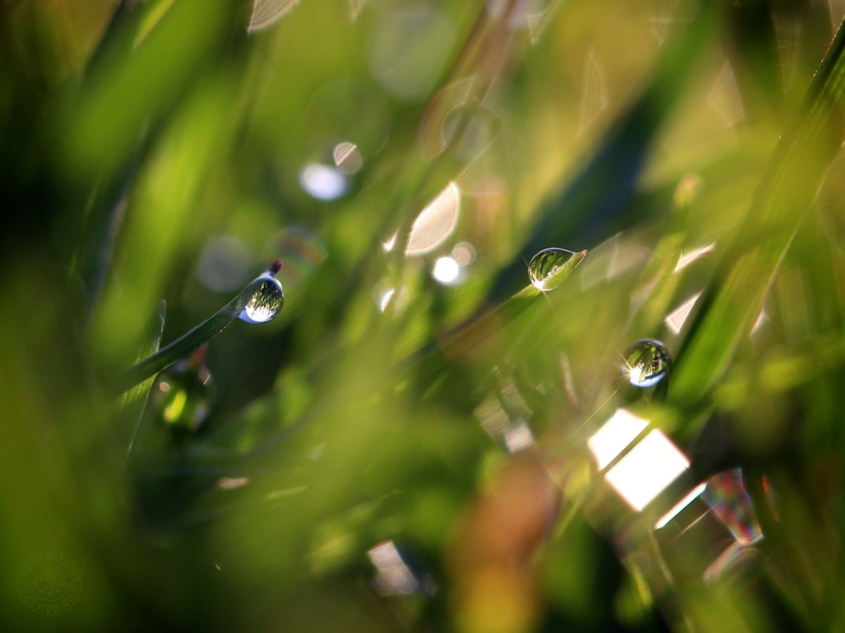 CaillouCreatif's tweet photo. J'adore la goutte de rosée la plus au centre, qui me fait penser à une petite limace en pleine aventure 😄 ! En plus, vu son "regard", elle a repéré quelque chose d'intéressant 😆.
#photography #nature #photooftheday #dew #closeup #magic #morning #winter #naturelover #rainbow https://t.co/YIiJThqh6A