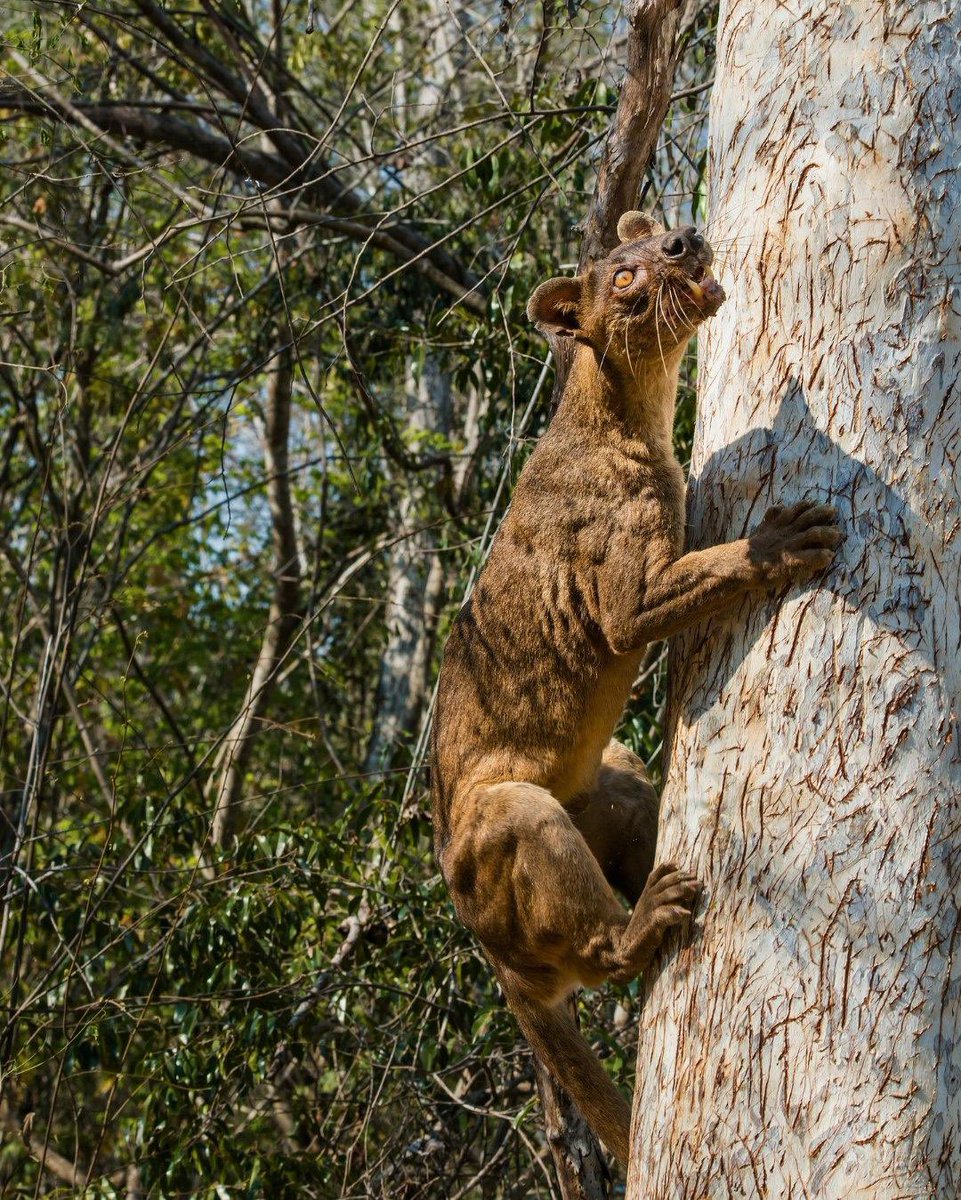 EvolveWildlife's tweet photo. A fossa peers through the undergrowth in Madagascar. Catlike in appearance but more closely related to mongooses, this agile hunter is the island’s largest native predator.

📷 Marlon du Toit ( @MarlonDuToit ) https://t.co/5zXpm5mdYx