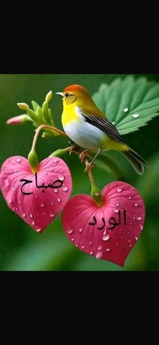 succar_toni's tweet photo. @HRHMBNSALMAAN https://t.co/Cl1OtYCxLs