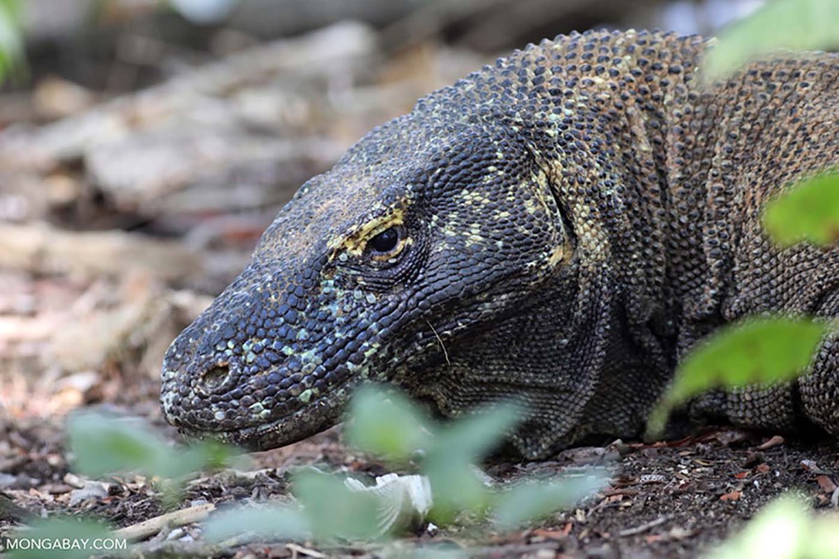 MongabayID's tweet photo. Meskipun data populasi di Taman Nasional Komodo tercatat relatif stabil di angka ribuan ekor, status konservasi komodo (Varanus komodoensis) justru berada dalam kategori Endangered (Terancam Punah) di Daftar Merah IUCN. https://t.co/TLcV1ThR4R