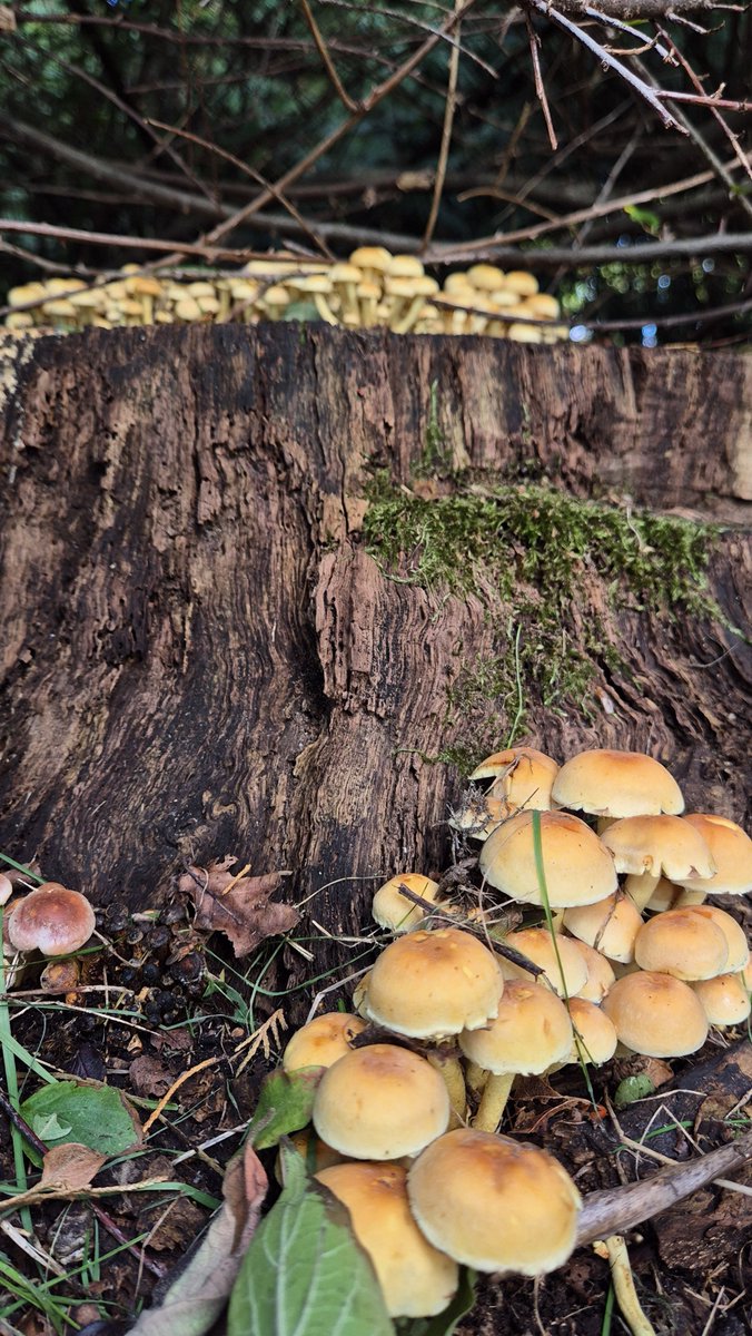 wbos54's tweet photo. Goedemorgen allemaal 
Fijne dag vandaag 
Geniet ervan 😃
Tot later 🤗👋🍄‍🟫
📸 Een dorp van zwavelkopjes 
#Onderwegfoto https://t.co/q6HWNxygVw