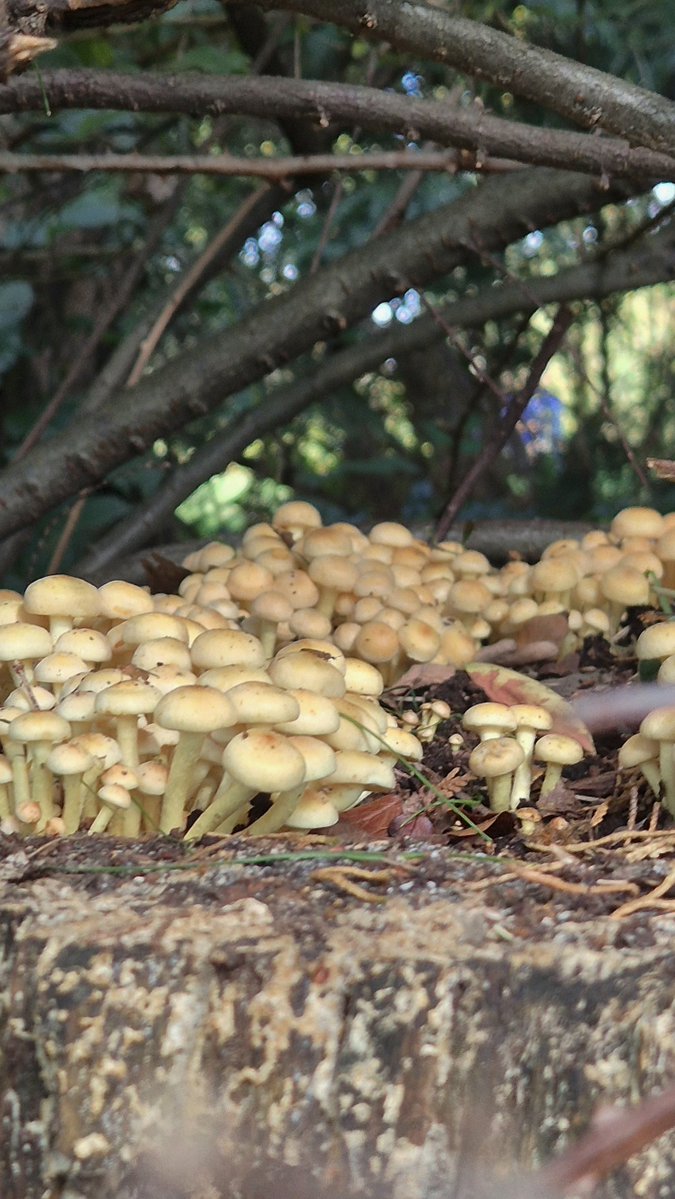 wbos54's tweet photo. Goedemorgen allemaal 
Fijne dag vandaag 
Geniet ervan 😃
Tot later 🤗👋🍄‍🟫
📸 Een dorp van zwavelkopjes 
#Onderwegfoto https://t.co/q6HWNxygVw
