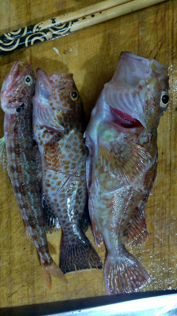MAITO3200's tweet photo. @sato_to_salt 沼津来りゃ、スーパーではお目にかかれないヤツも釣れまっせ🎣 https://t.co/a74pEBs2LT