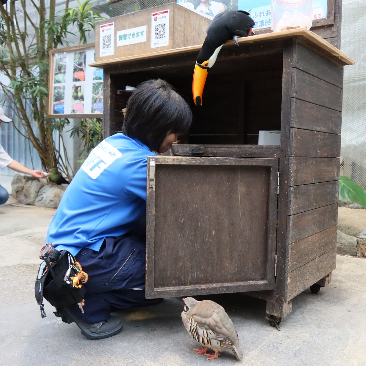 matsuevogelpark's tweet photo. 飼育員は、戸棚ひとつ開けるのも油断できない理由です。

#中にある餌を狙っている
#オニオオハシ　#イワシャコ https://t.co/4J9N2fl4Up