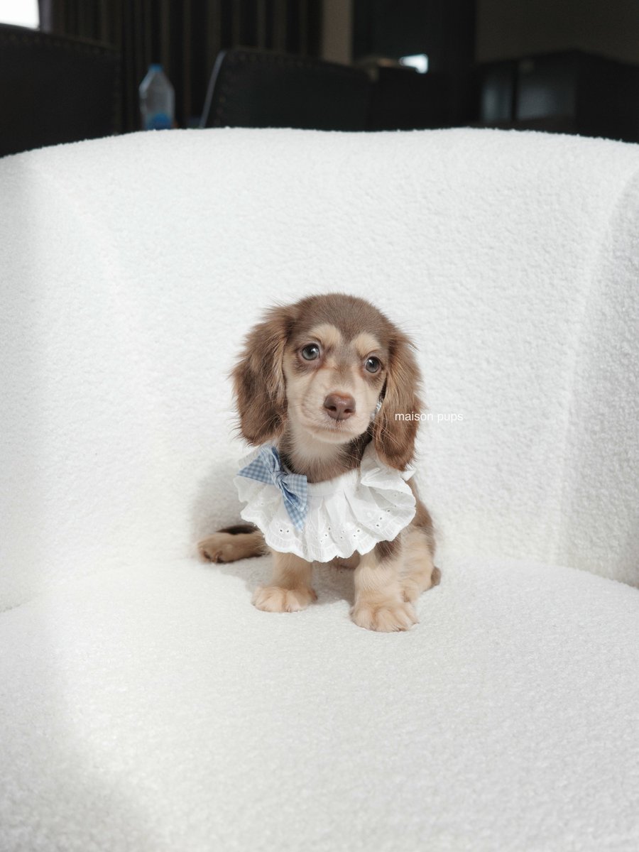 edithmcanche's tweet photo. Bebe Freya 😍
@.maison_pups IG Post
#ffluffypuppydog
#fluffyfreya
#srchafreen https://t.co/kirdEfjjpx