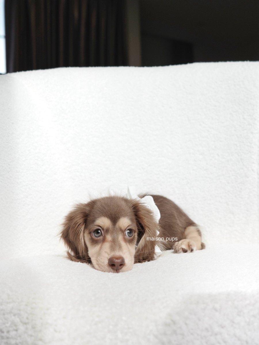 edithmcanche's tweet photo. Bebe Freya 😍
@.maison_pups IG Post
#ffluffypuppydog
#fluffyfreya
#srchafreen https://t.co/kirdEfjjpx